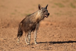 Brown hyena