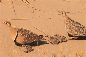 Family of Double-banded sandgrouse