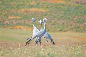 Trio of Blue crane, the South African national bird