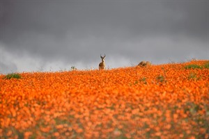 Springbok surveying the Namaqualand floral spectacle