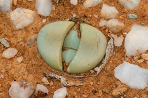 Lithops in Namaqualand