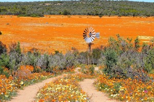 Carpet of colour - the Namaqualand floral spectacle