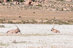 Two Oryx in sea of white flowers, Goegap Nature Reserve