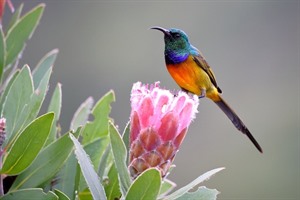 Orange-breasted sunbird, Cape Town