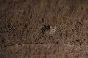 Black-footed cat, Marrick (Keith Barnes)