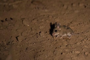 Large-eared Mouse, Marrick (Keith Barnes)