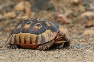 Angulate tortoise (Keith Barnes)