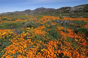Namaqualand floral spectacle (Keith Barnes)