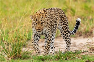 Ishasha is an excellent place for Leopard sightings