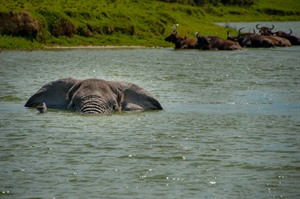 Bush elephant and Cape buffalos, Kazinga Channel