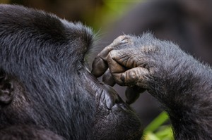 Nearly half the world's remaining Mountain gorillas are in Bwindi