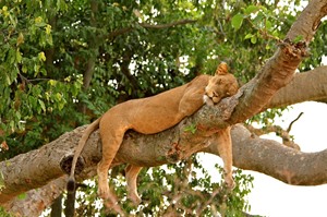Ishasha's so called 'tree-climbing' Lions are a big drawcard