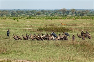 White-backed, Ruppell's griffon and White-headed vultures, Mweya