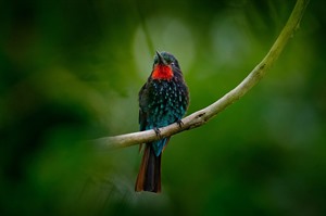 The stunning Black bee-eater can be seen in Kibale and Bwindi