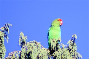 One of the endemic birds often seen is the Black-winged lovebird