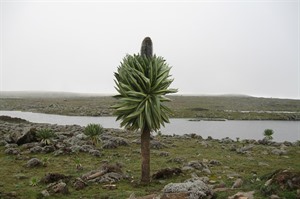 Giant lobelias on Sanetti Plateau, Bale (Derek)