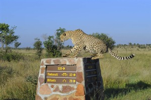 Cheetah, Timbavati region