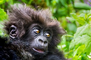 In 2021 the global Mountain gorilla population was estimated at 1,063