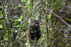 Golden monkey in Mgahinga Gorilla NP