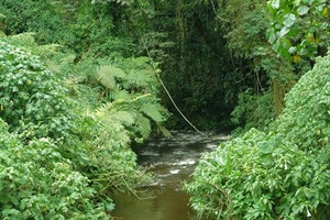 The 'Impenetrable' rainforest of Bwindi