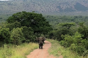 Elephant in Akagera (Craig)