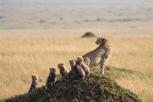 Cheetah family surveying the Masai Mara