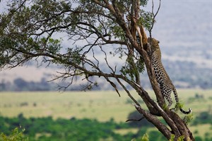 Something most want to see - Leopard with kill, Masai Mara