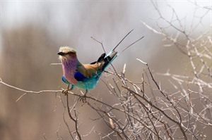 Lilac-breasted roller adds a splash of colour in the bush - Masai Mara