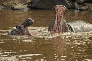 Hippos, Masaai Mara: the place is simply heaving with wildlife!