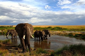 Drinking time: African savannah elephants, Masaai Mara