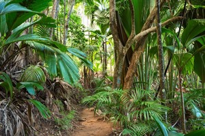 A walk in Vallee de Mai for its Coco de Mers is a must.