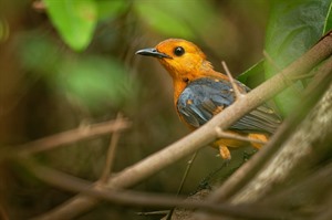 Red-capped robin-chat is often seen in Zanzibar