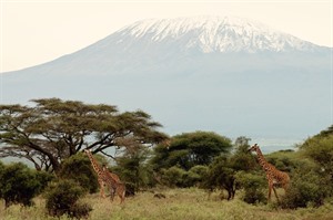 Giraffes at Amboseli with Kilimanjaro in the backdrop