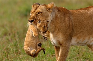 Lioness moving cub, Masai Mara