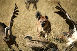 Spotted hyena chasing off vultures, Masai Mara