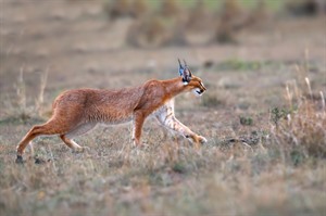 Lucky visitors may spot a Caracal on the Masai Mara