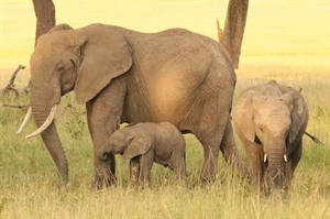 Elephants in the Masai Mara