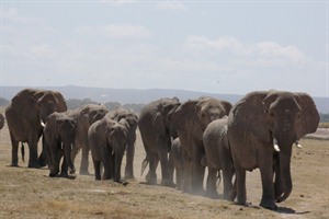 Elephant on safari in Amboseli