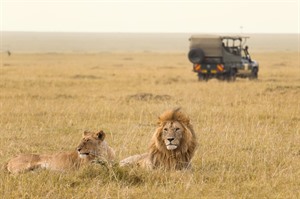 Masai Mara magic - a Lion and Lioness being watched