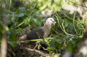 The endangered Pink pigeon at Black River Gorges NP, Mauritius