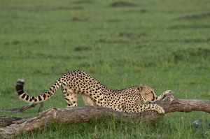 Cheetah stretching in the Mara North Conservancy