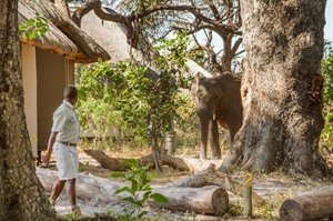 Elephant in camp at Kwara Lebala
