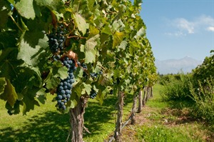 Vineyards in Mendoza