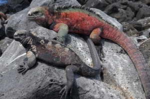 Marine Iguana, Galapagos