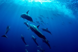 Pod of Dolphins, Mauritius