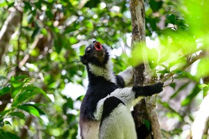 Seeing and hearing Indri at Andasibe is an unforgettable highlight