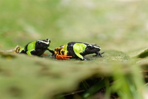 Colourful Mantella frogs on forest floor, Mantadia