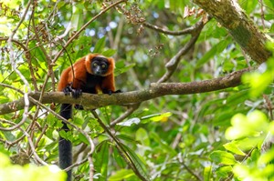Endangered Red-ruffed lemur, found only in Masoala Peninsula