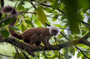 White-fronted lemurs are fairly plentiful on Masoala and Nosy Mangabe