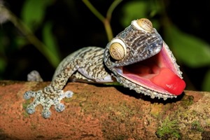 Giant leaf-tailed gecko can be seen in Masoala and on Nosy Mangabe